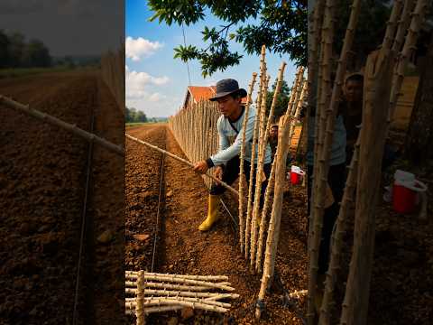 Why Are Farmers Planting Fences Made Of Cassava? By Shiksha SQUARE