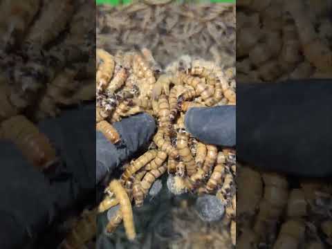 Part 32 : Saving Anomali from the Mealworm Attack - Experiment Battle Begins! #experiment #Shorts