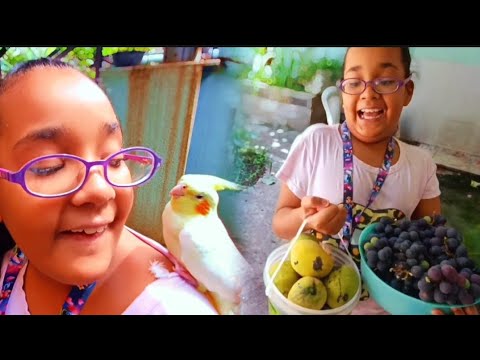 Juju e jade colhendo mangas e uvas no quintal