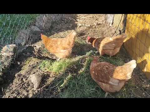 มีสมาชิกใหม่มาเพิ่มอีกแล้วจ้า ต้อนรับกลับบ้านจ้า