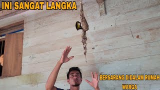 VIRALL_KETIKA TEMPAT  LAIN PUNAH INI MALAH BERSARANG DIDALAM RUMAH