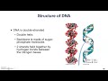 Nucleic Acids and Their Structures