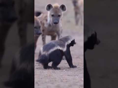 Tejón de la Miel vs Hienas: ¡Lucha hasta el Último Aliento! #wildlife
