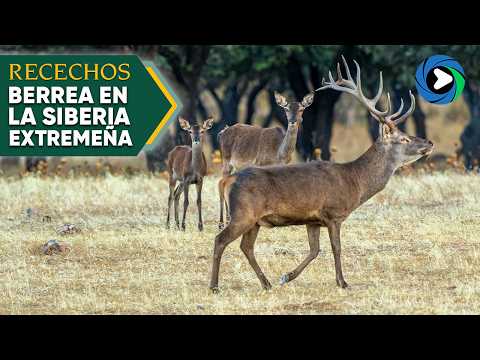 Berrea del ciervo en la Siberia extremeña I RECECHOS 2024 #2