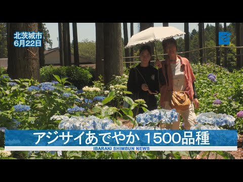 アジサイあでやか １５００品種　北茨城あじさいの森