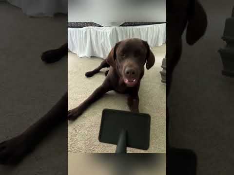 #funnyanimals#funnydogs#Amazingcute#doglover#doglife#cure#dogshorts#pet