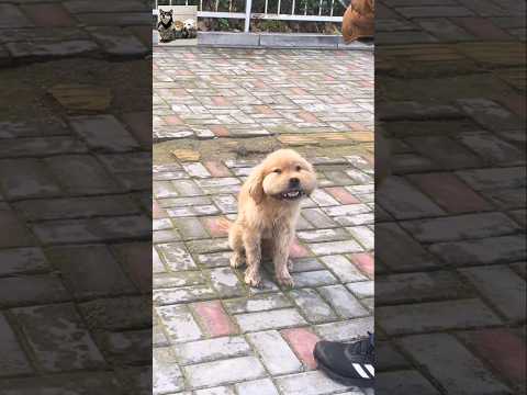 Help the golden retriever wandering the streets. #helpdogs #dog #rescuedog #poordog #lostdog