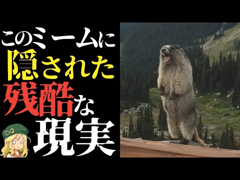 【闇】マーモットミームに隠された残酷な現実【解説】