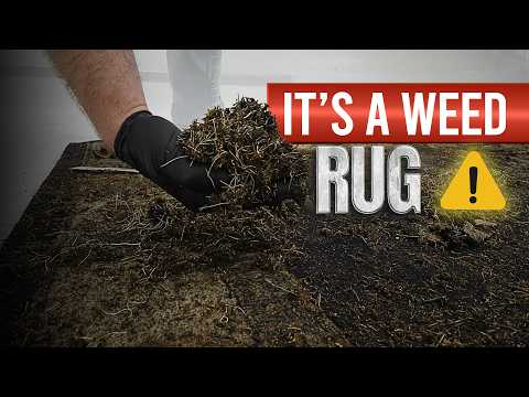 The Most Weed Ridden Rug I've EVER Cleaned! 🌱 Watch the Amazing Transformation!