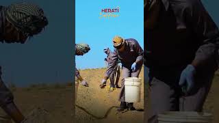 #herati_saffron #afghanistan #shortvideo #viral #Cultivation_saffron #saffron