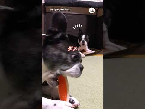 猫の動画サムネイル - 誰も取ろうとしていないのに…｜PECO #shorts