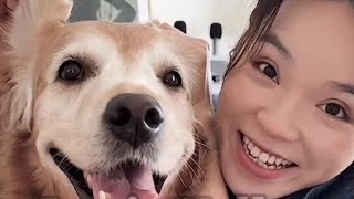 कुत्ते 🐕 ने किया कमाल 🫢🫢😭😭 Part 1 and 2 #trending #chineseshortvideos #funny ,most viral video