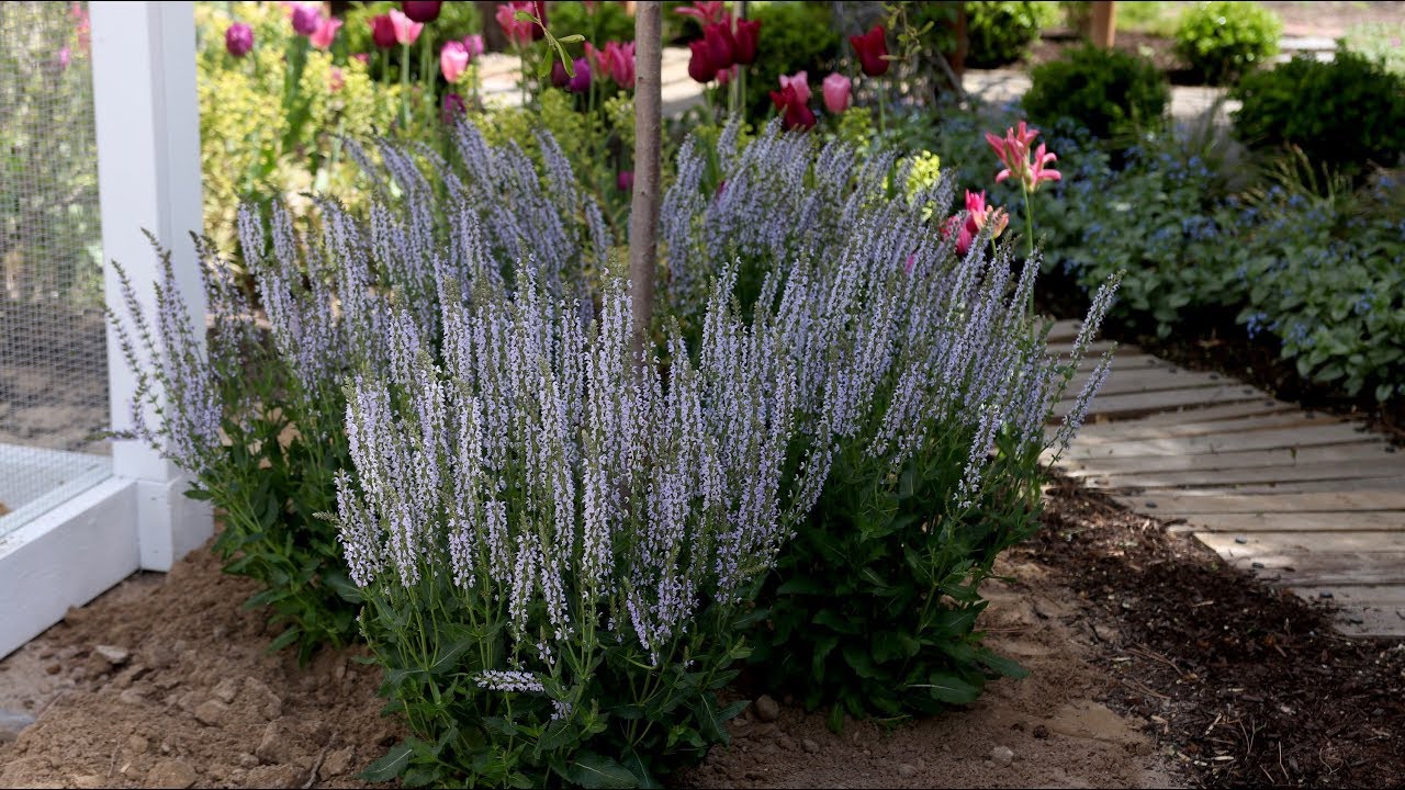 Salvia: A Bulletproof, Pollinator-Attracting Perennial!