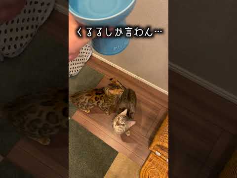 ミルクだと思ってたらただの水だった時の猫の反応#shorts