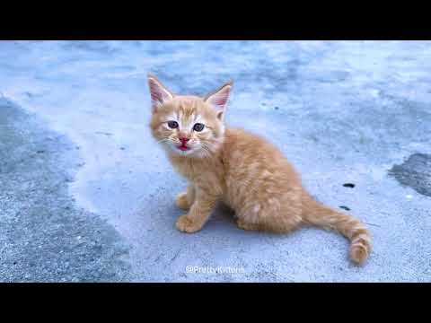 Cute Kitten Meows and Calling His Friend For Help🐈😍 Ginget Cat #catvideos #meowingsounds