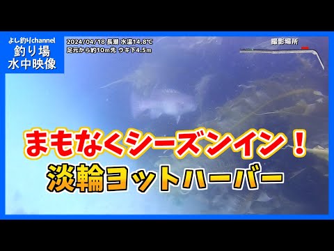 【まもなくです！】大阪の釣り場「淡輪ヨットハーバー」2024年4月 春の水中映像  No.382