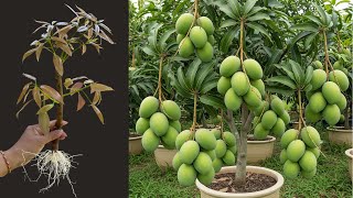 How To Propagate Mango Tree With Watermelon, A great way to graft mango tree