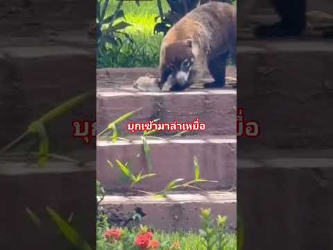 กินตัวอะไรเข้าไป #สัตว์ #ไวรัล #สัตว์โลกน่ารัก #ป่าเขา #ชาวบ้าน #เดินป่า #ธรรมชาติ #สวน #เหยื่อ