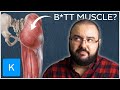 Muscle Anatomy Knowledge Assessment