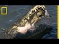 Alligator Behavior and Anatomy