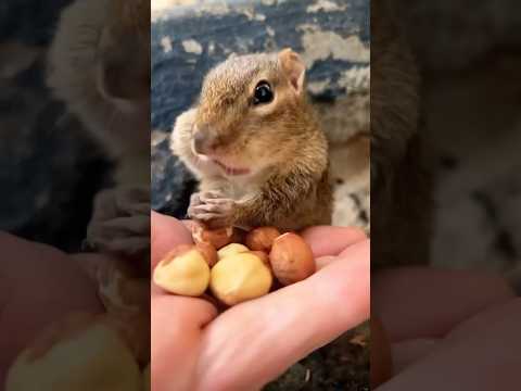 #chipmunk #squirrel #cute #funny #squishy #chipmunks #animals