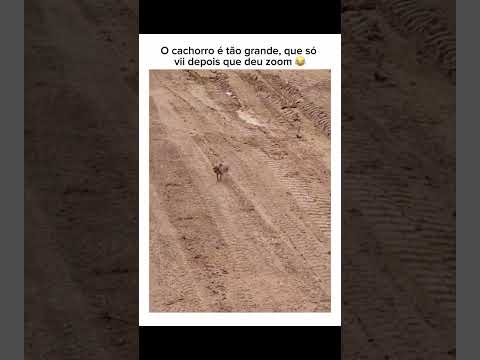 olha o tamanho do cachorro 🐕 #dogs #animaisfofos #petshorts