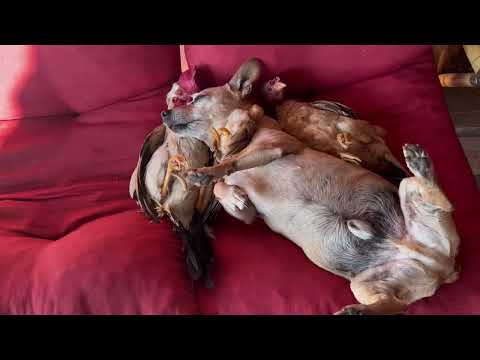 Pinscher cai no sono e não deixa garnisé cantar ￼