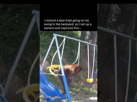 I noticed a bear kept going on my swing in the backyard so I set up a camera and captured this…