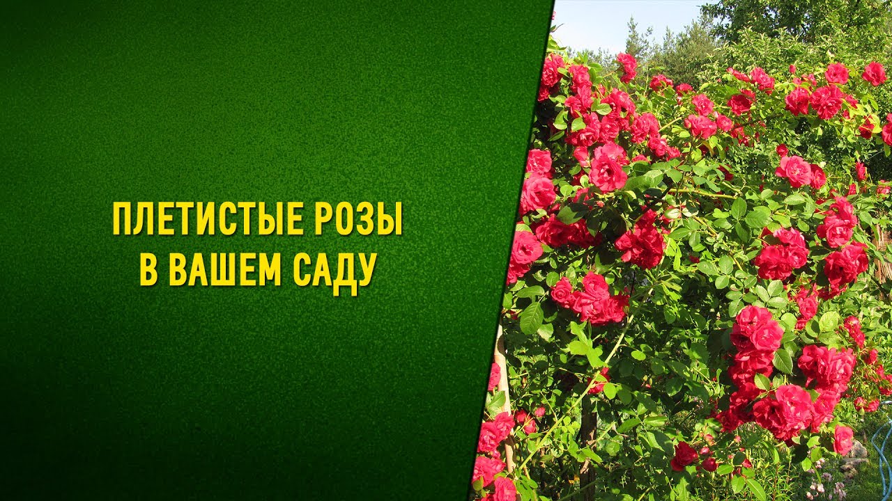 Почему не цветет плетистая роза. Почему желтеют побеги роз