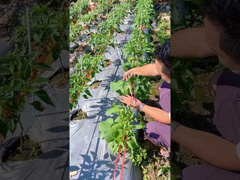 Stringing Peppers Technique to Maximize Yield #farmingtech @RomFarm