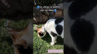 Y la que flojee🤍💅 #cat #gatos #mascotas #funny #shorts #tiktok #trendingshorts #trending 🌈#dog