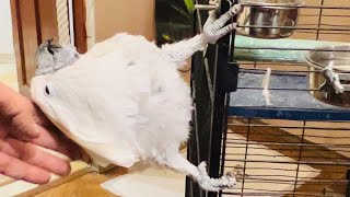 видео