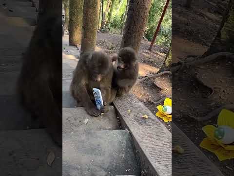funny#monkey #zoo