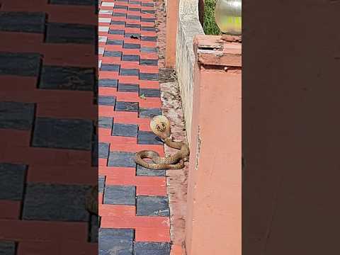 ചേര ആണ് എന്ന് കരുതി അടുത്തേക്ക് ചെന്നു, പക്ഷെ...🚫 #snake #cobra #poison #dangerous
