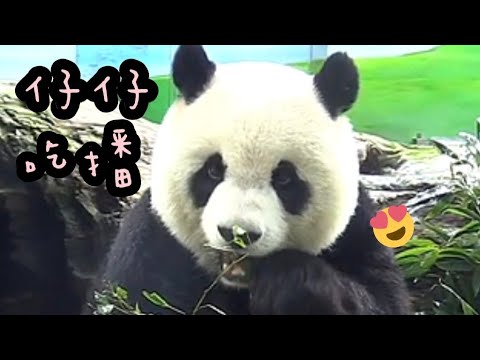 圓仔竹葉吃播好迷人，圓仔上班超認真|熊貓貓熊The Giant Panda Yuan Yuan and Yuan Bao|台北市立動物園