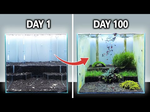 The Shrimp Wonderland_ Shrimp Tank Setup for Carid In this video I'm setting up my new shrimp aquarium with undergravel filter for high-end Caridina wi