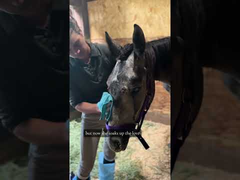 Day two for Sterling came to cheers from our entire staff. #rescuehorse