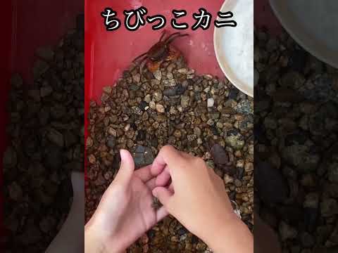 カニ🦀本日のごはん#カニ#サワガニ #えさやり #aquarium #fishtank #lobster