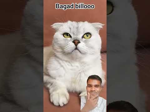 #funny #cat #memes #pets #animals #cats #comedy #cute #amazingmemes