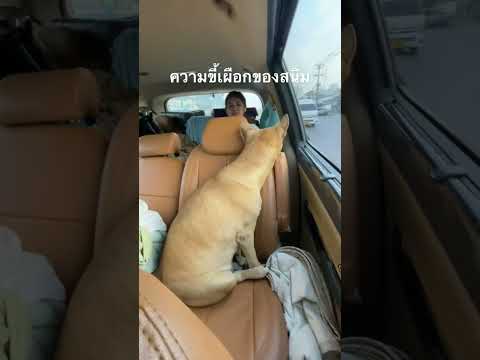 ความขี้เผือกของสนิม