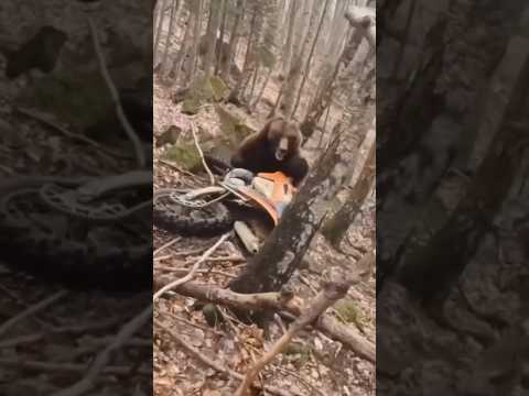 NEVER MESS WITH GRIZZLIES!! 🐻😱 #grizzlybear #outdoorsurvival #shtf #Bear #wildlife #natureismetal