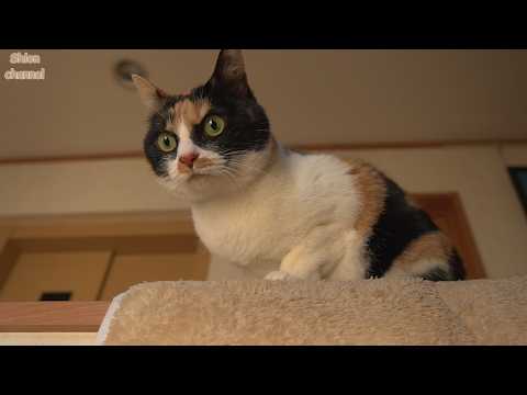 慕ってくれる後輩がさらに増えて満更でもなさそうな先住猫