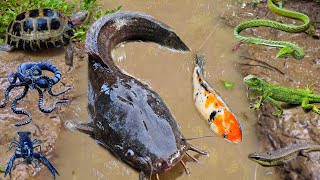Mancing ikan lele besar dalam lubang, ikan hias, ikan koi, ikan gabus, lobster, kura kura