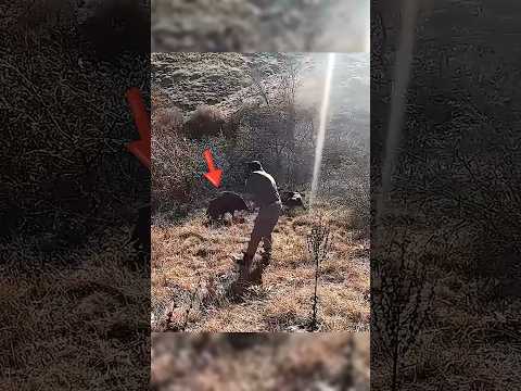 «Нападение кабана 😱 | Идеальный выстрел с близкого расстояния 🔥 | Напряженный момент охоты»#boarhunt