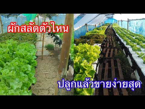 ผักสลัดที่ตลาดต้องการHydroponicsบ้านสวนกิตติธราผักสลัด