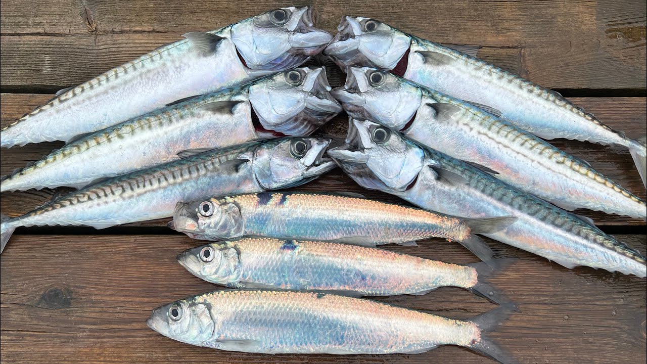 How to catch, clean and cook Mackerel and Herring - Delicious and simple - The Fish Locker