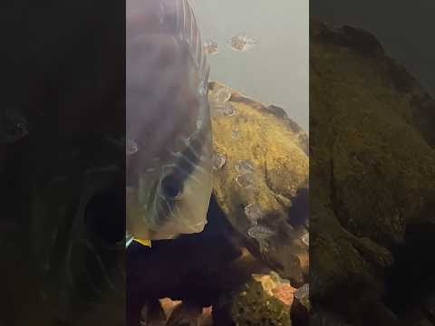 ディスカス育児風景 孵化12日目(2025.9.9)