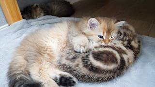 Cute kitten sleeping with its fluffy back as a pillow...