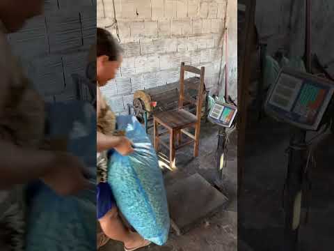 Olha o tanto de castanha que ela raspou hoje ￼