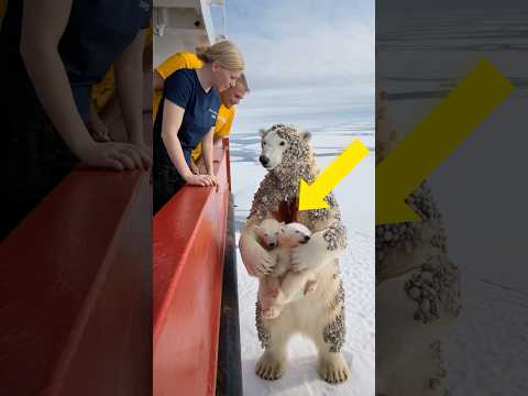 Heartwarming rescue of polar bear mom by volunteers in harsh Arctic.